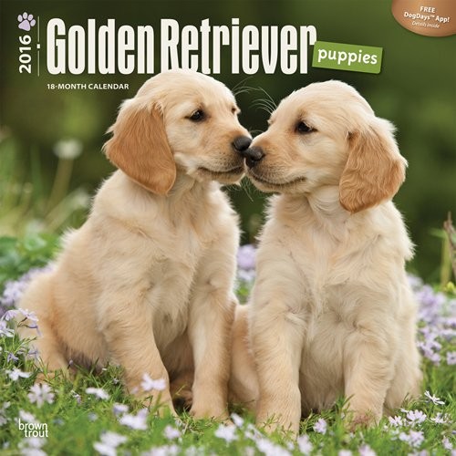Calendario 2027 Cucciolo - Golden retriever