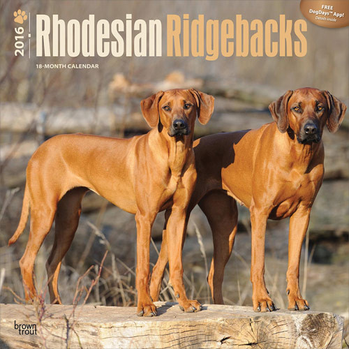 Calendario 2027 Rhodesian ridgeback