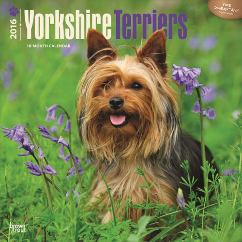 Kalender 2027 Yorkshire Terriers