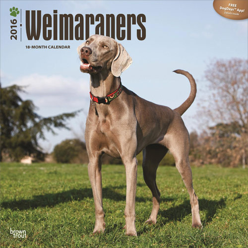 Kalender 2027 Weimaraner