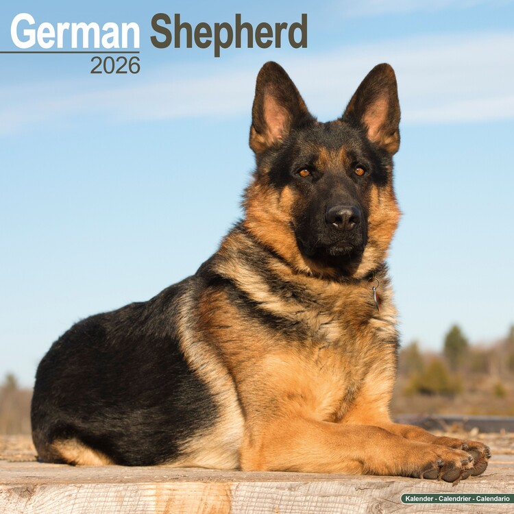 Naptár 2027 German Shepherd