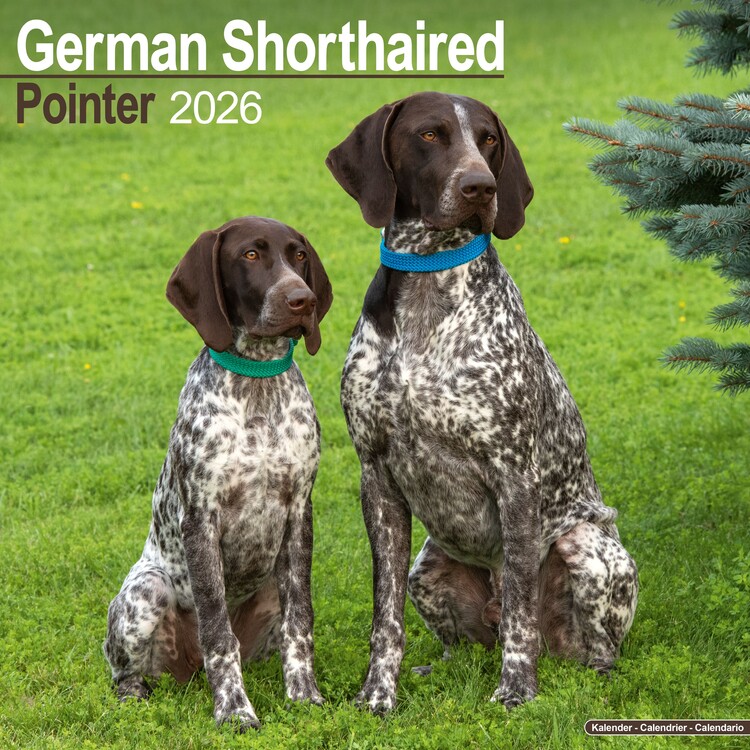 Naptár 2027 German ShortHair Pointer
