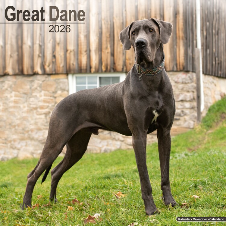 Naptár 2027 Great Dane