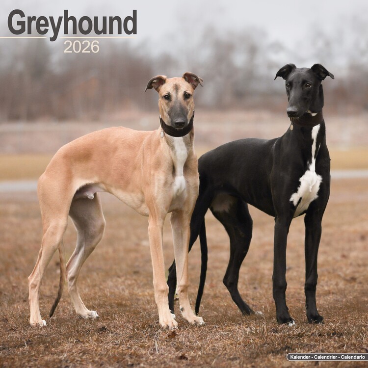 Naptár 2027 Greyhound
