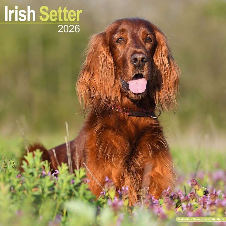 Naptár 2027 Irish Setter