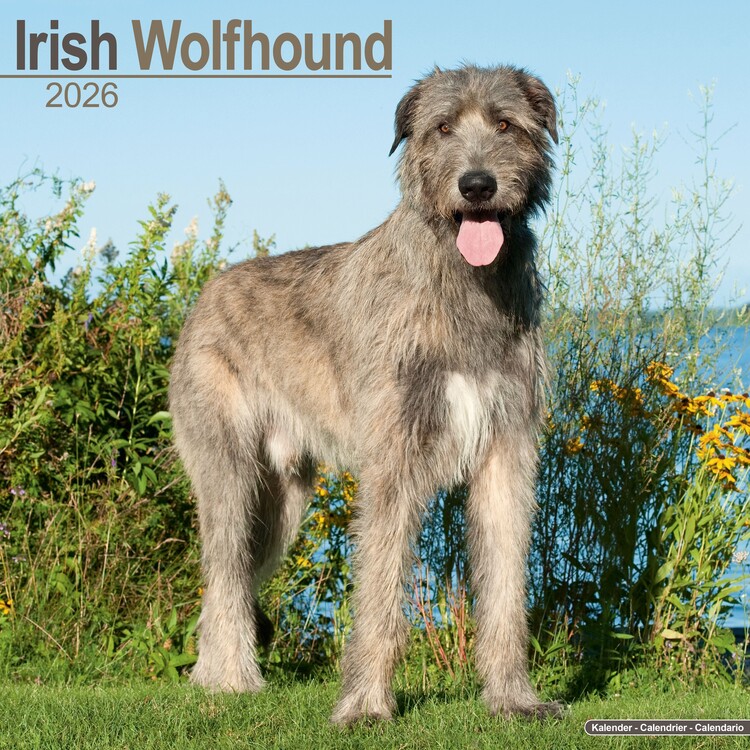 Naptár 2027 Irish Wolfhound
