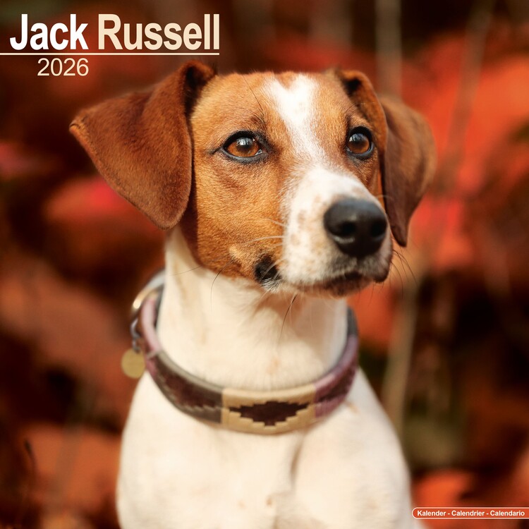 Naptár 2027 Jack Russell
