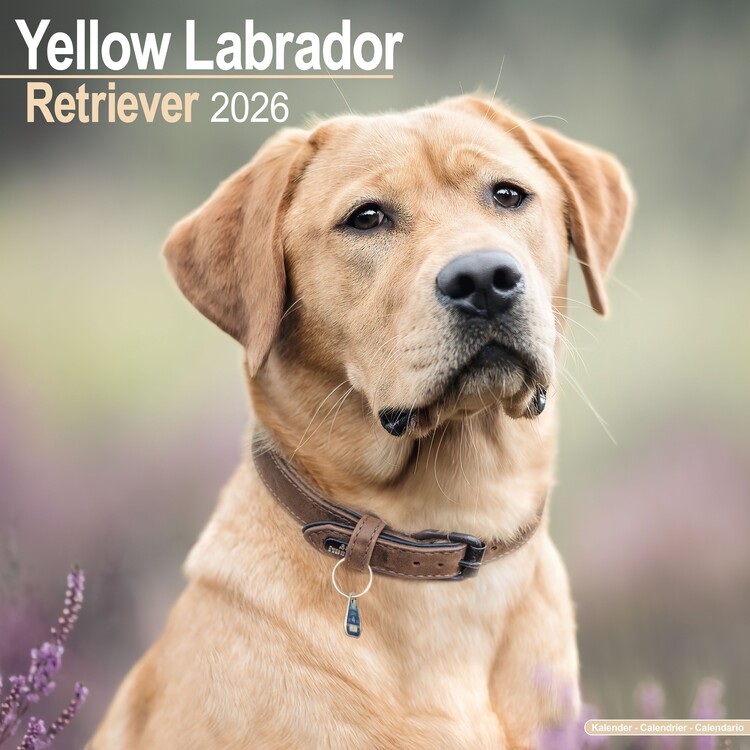 Calendario 2027 Labrador Ret - Yellow