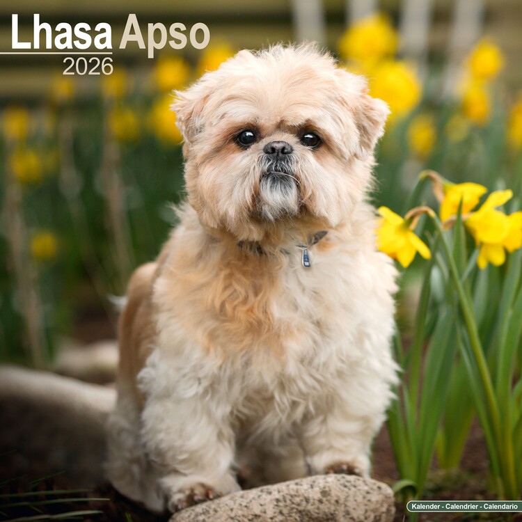 Naptár 2027 Lhasa Apso