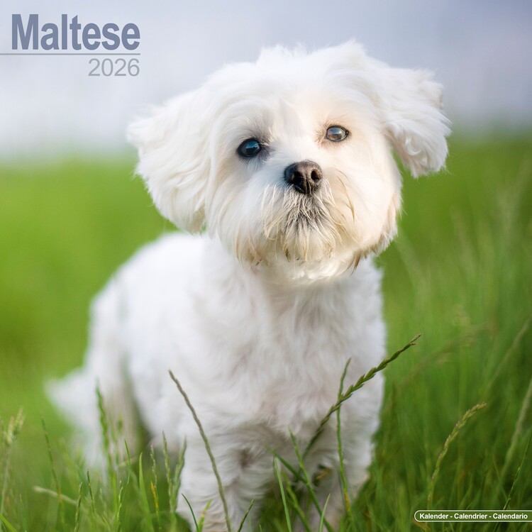 Naptár 2027 Maltese