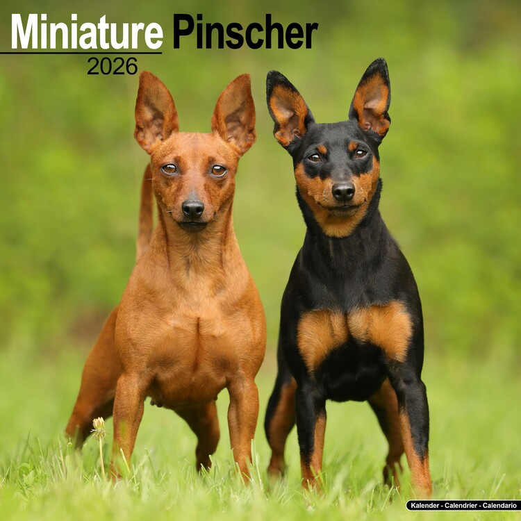Kalender 2027 Miniature Pinscher