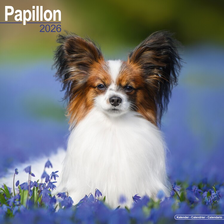 Naptár 2027 Papillon