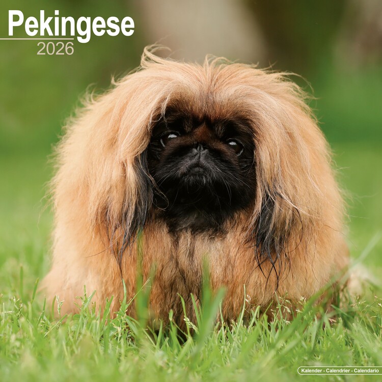 Naptár 2027 Pekingese