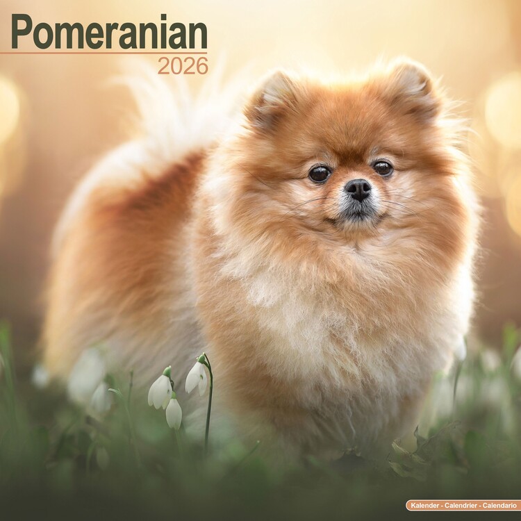 Kalender 2027 Pomeranian