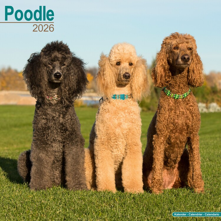 Naptár 2027 Poodle