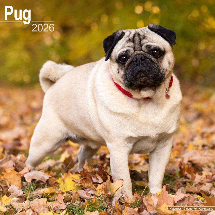 Calendario 2027 Pug