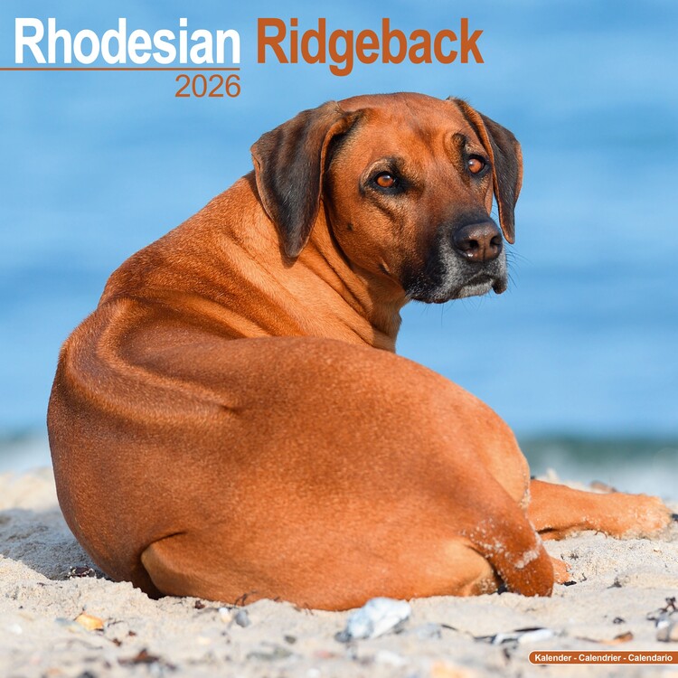 Calendario 2027 Rhodesian Ridgeback
