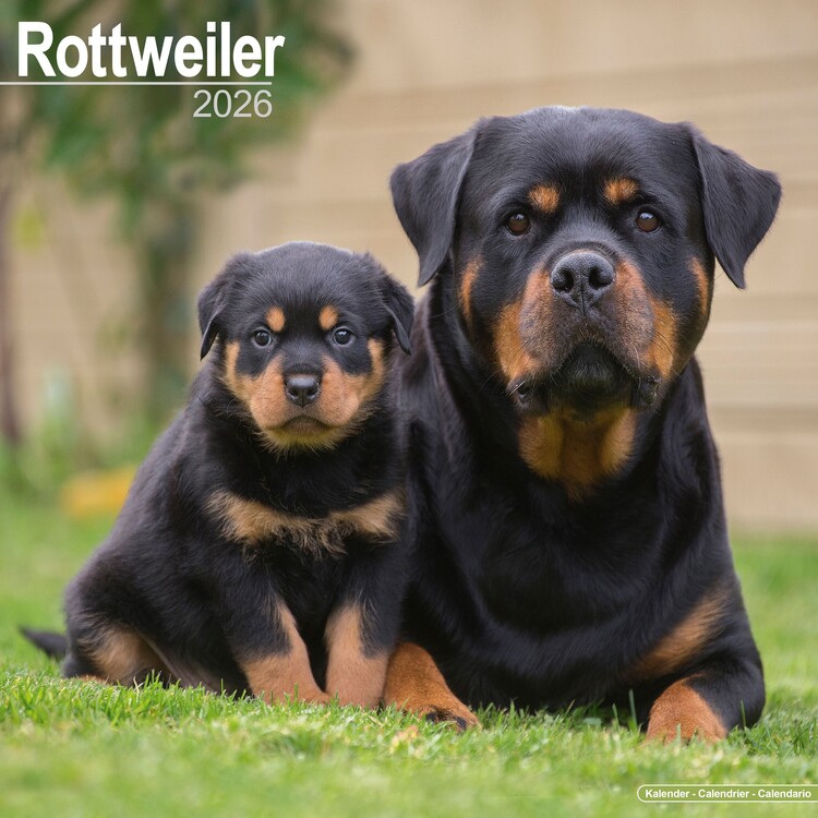 Naptár 2027 Rottweiler