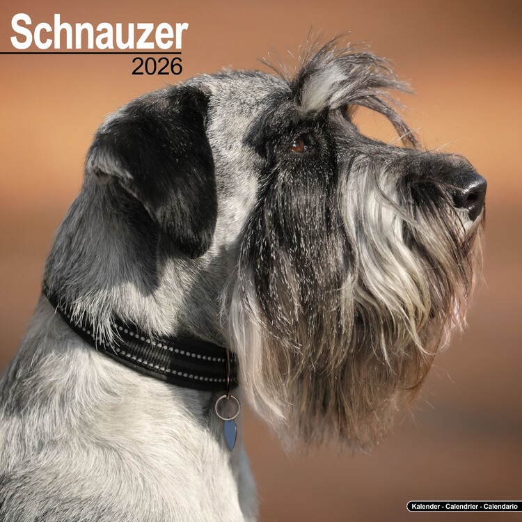 Naptár 2027 Schnauzer