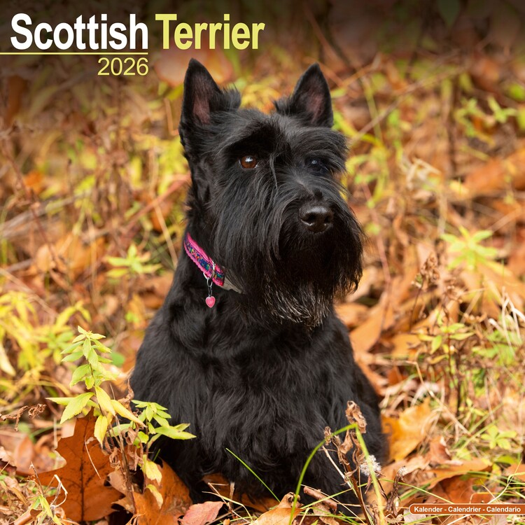 Naptár 2027 Scottish Terrier