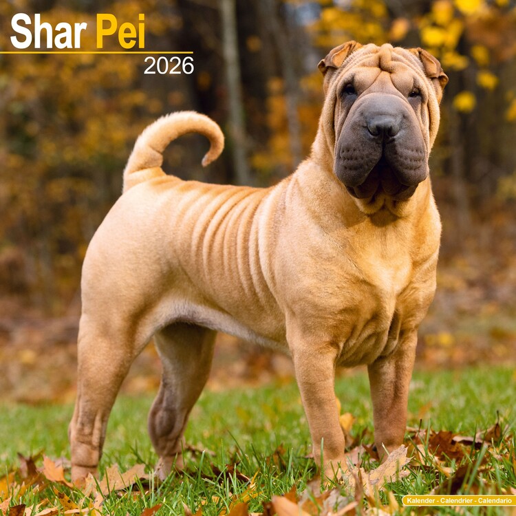 Kalender 2027 Shar Pei
