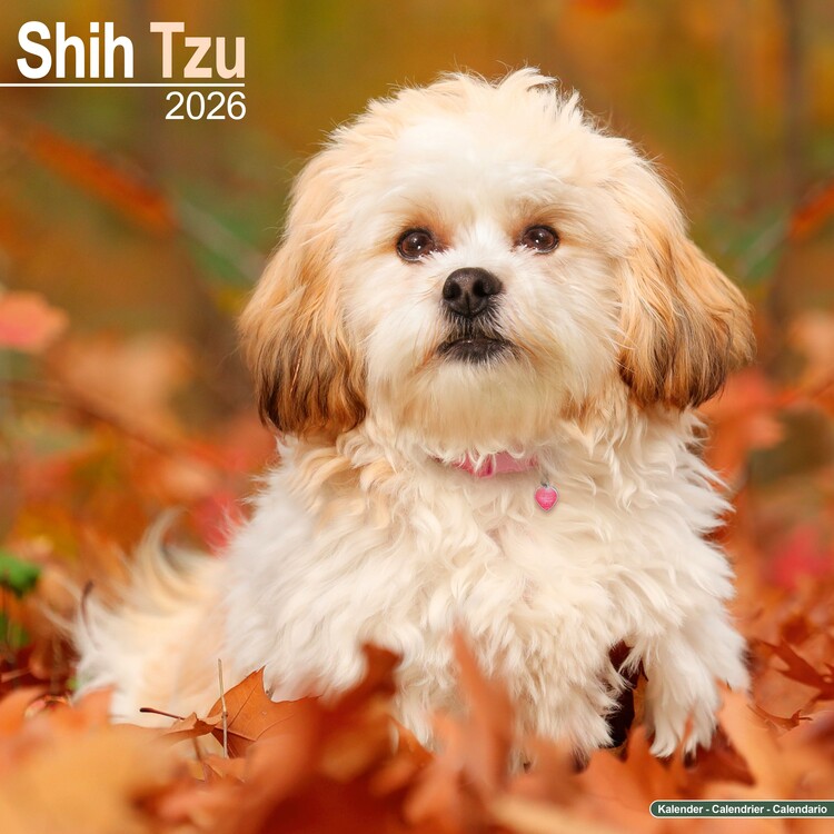 Calendario 2027 Shih Tzu