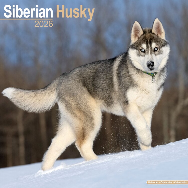 Calendario 2027 Siberian Husky
