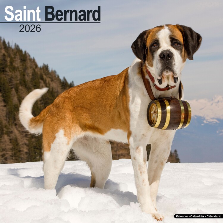 Calendario 2027 Saint Bernard