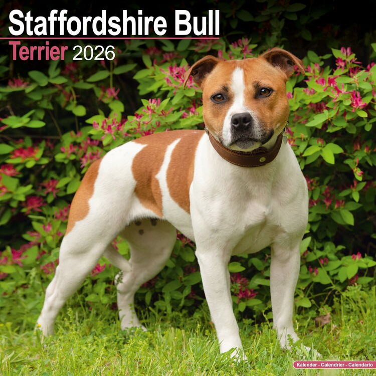 Calendario 2027 Staffordshire Bull Terrier