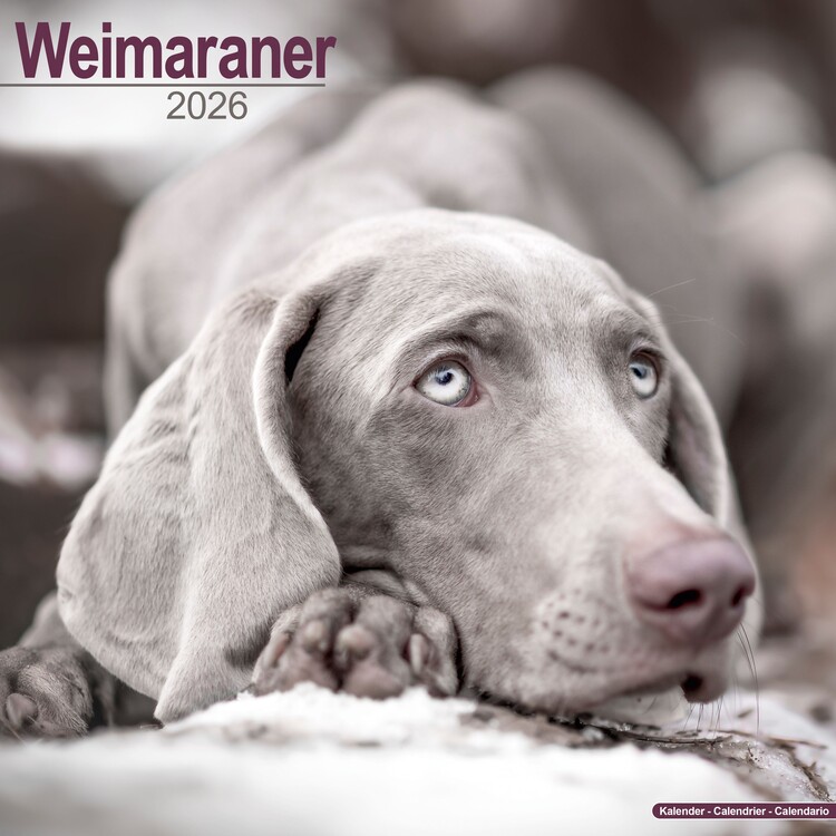 Levně Kalendář 2027 Weimaraner, 30,5 x 30,5 (30,5 x 61) cm