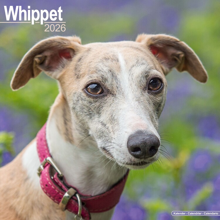 Naptár 2027 Whippet