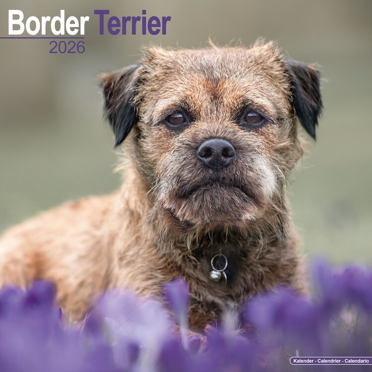 Naptár 2027 Border Terrier