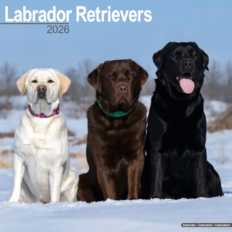 Naptár 2027 Labrador Ret - Mixed