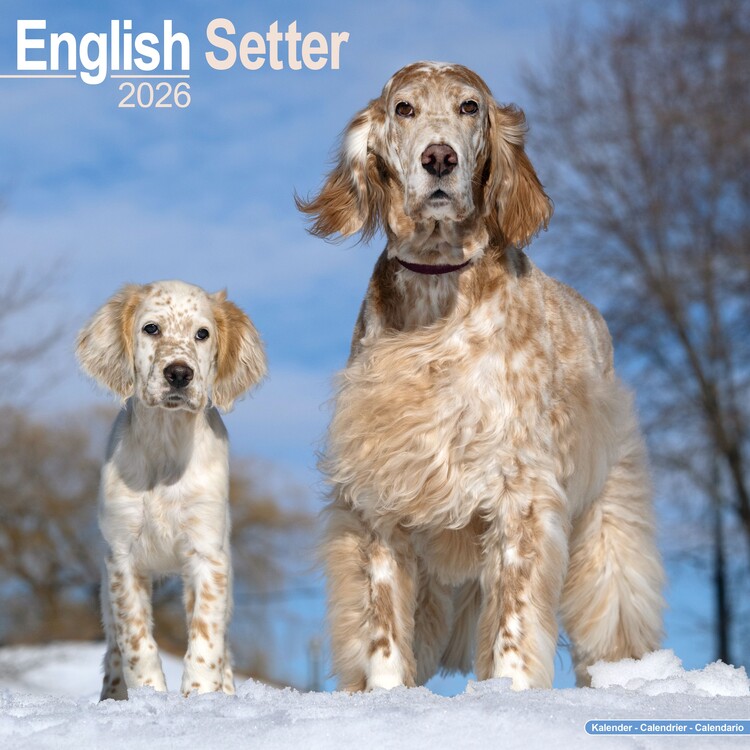 Naptár 2027 English Setter