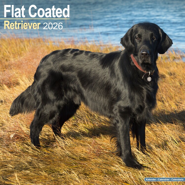 Naptár 2027 Flat Coated Retriever