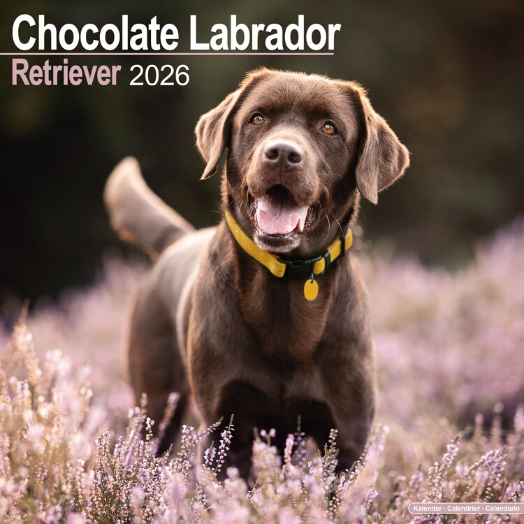 Kalender 2027 Labrador Retriever - Chocolate