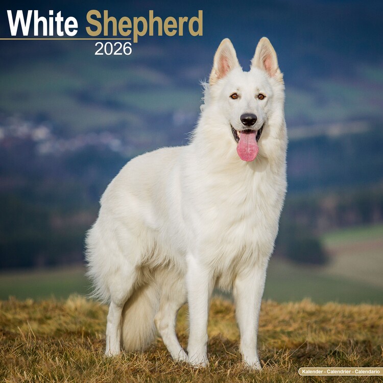 Calendario 2027 White Shepherd