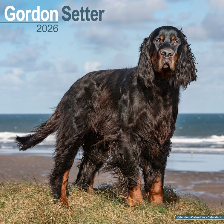 Naptár 2027 Gordon Setter