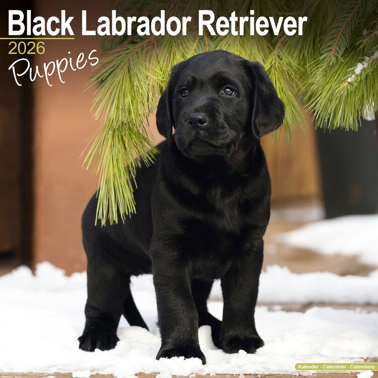 Naptár 2027 Black Lab Retriever
