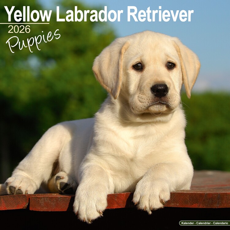 Naptár 2027 Yellow Lab Retriever