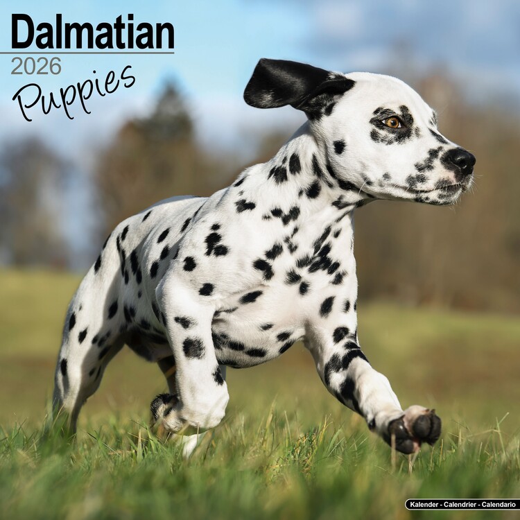 Levně Kalendář 2027 Dalmatian, 30,5 x 30,5 (30,5 x 61) cm