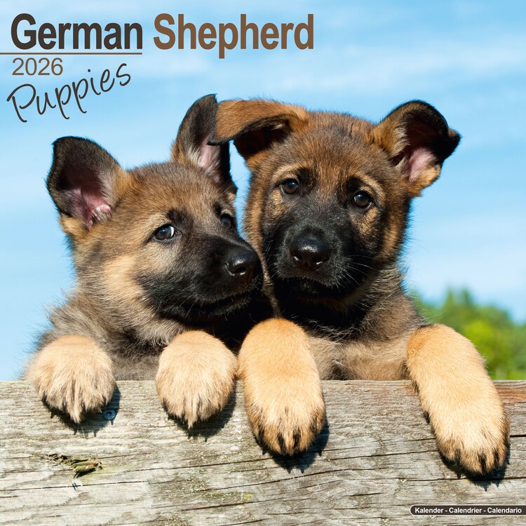 Naptár 2027 German Shepherd