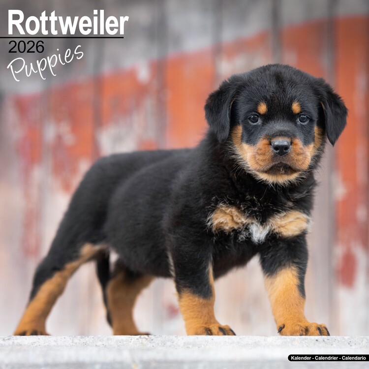 Calendar 2027 Rottweiler