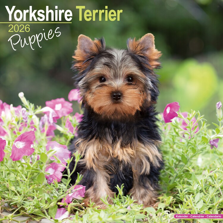 Levně Kalendář 2027 Yorkshire Terrier, 30,5 x 30,5 (30,5 x 61) cm