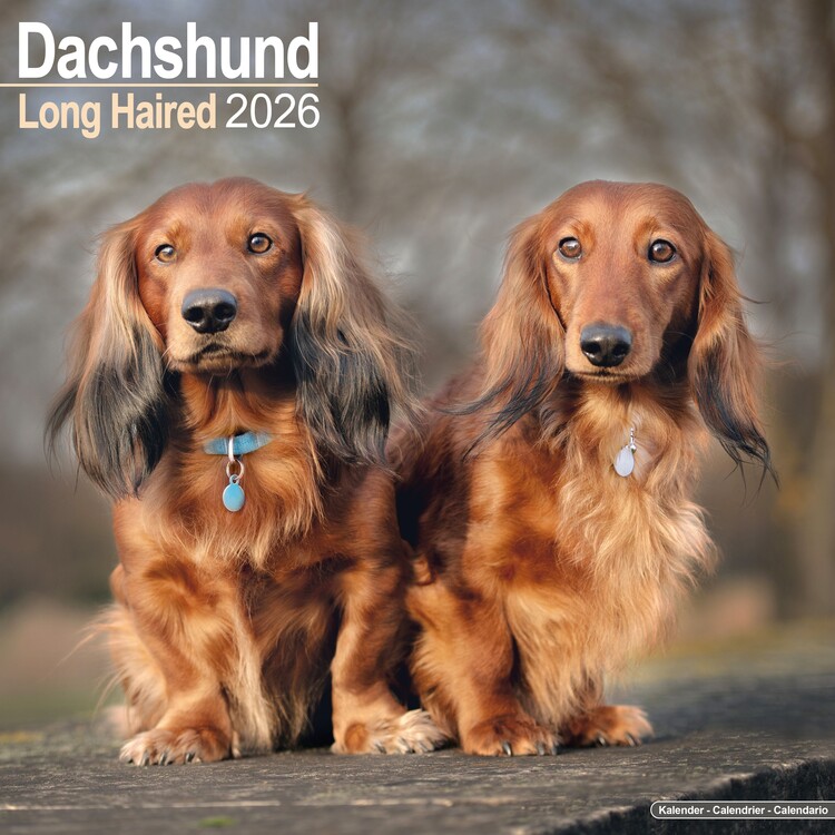 Calendario 2027 Dachshund - Longhaired