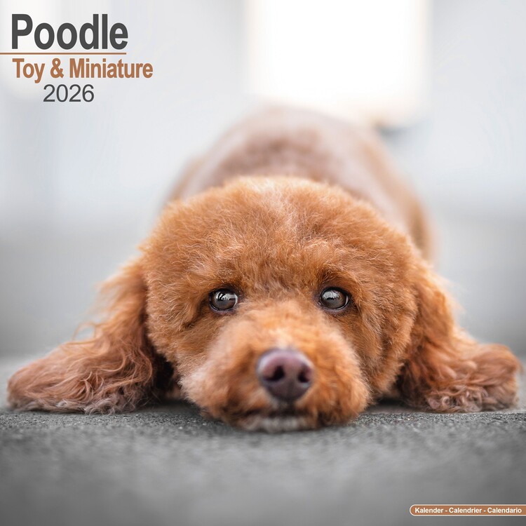 Calendario 2027 Poodle - Toy & Miniature