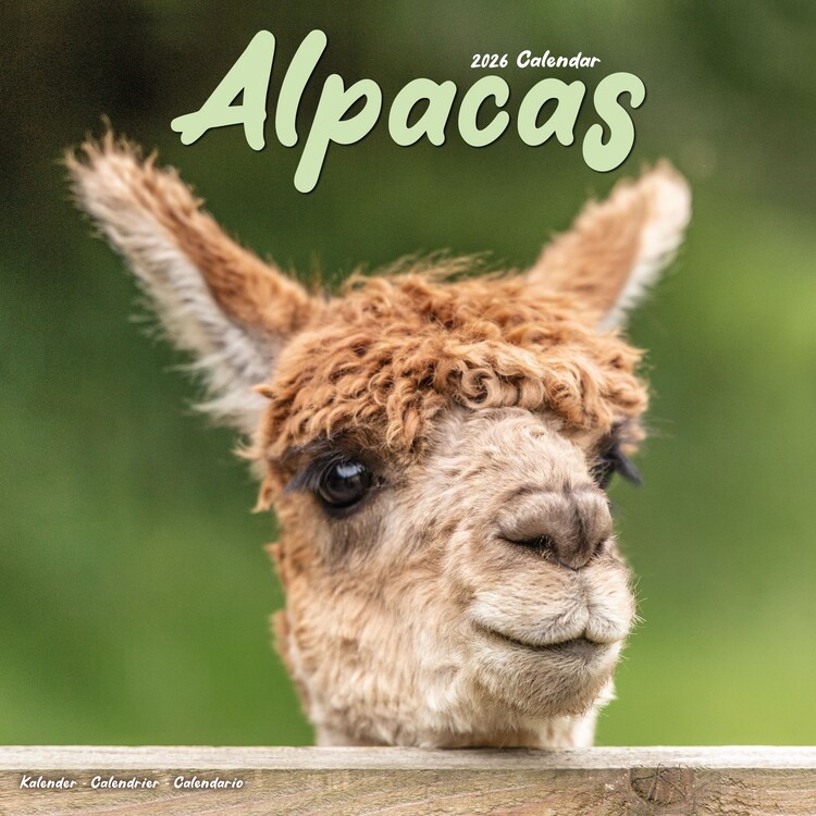 Calendario 2027 Alpacas