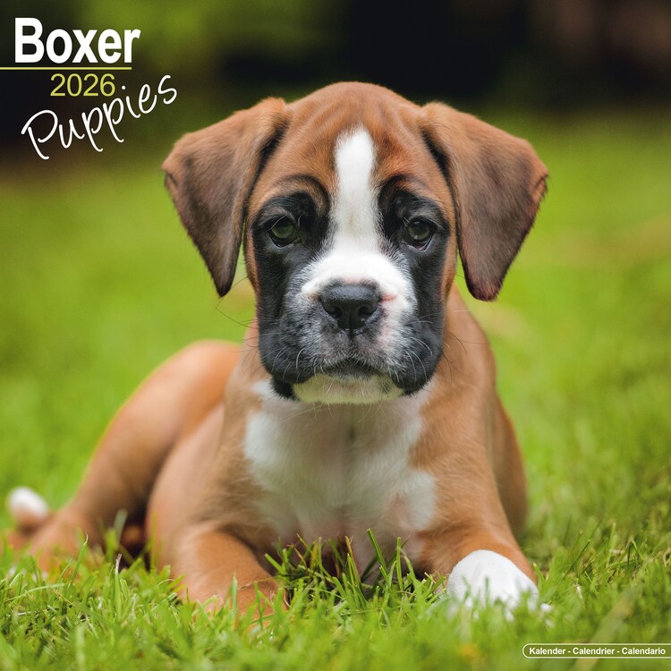 Calendario 2027 Boxer