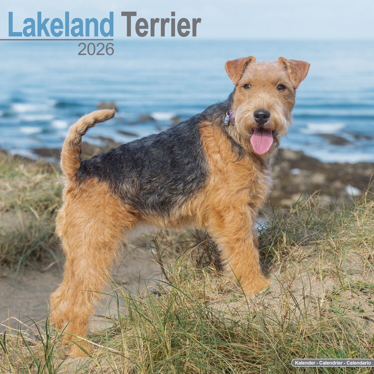 Levně Kalendář 2027 Lakeland Terrier, 30,5 x 30,5 (30,5 x 61) cm