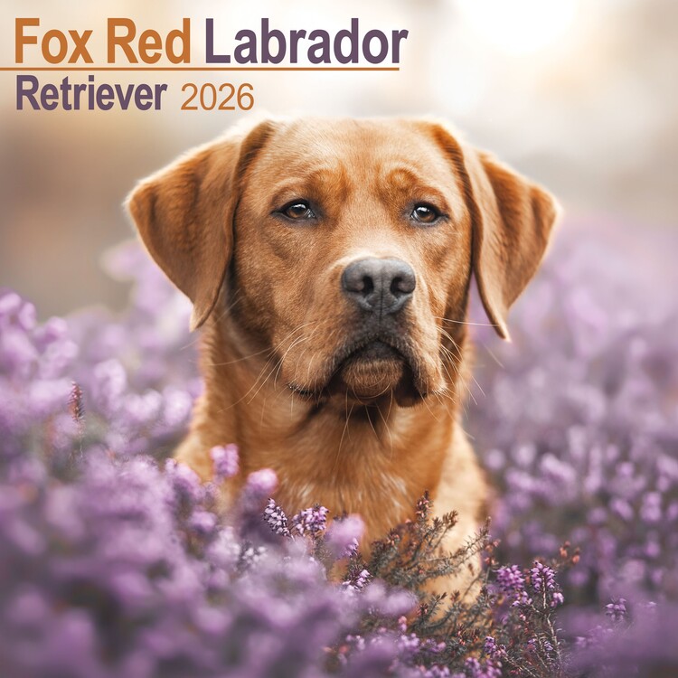 Levně Kalendář 2027 Labrador Ret - Fox Red, 30,5 x 30,5 (30,5 x 61) cm